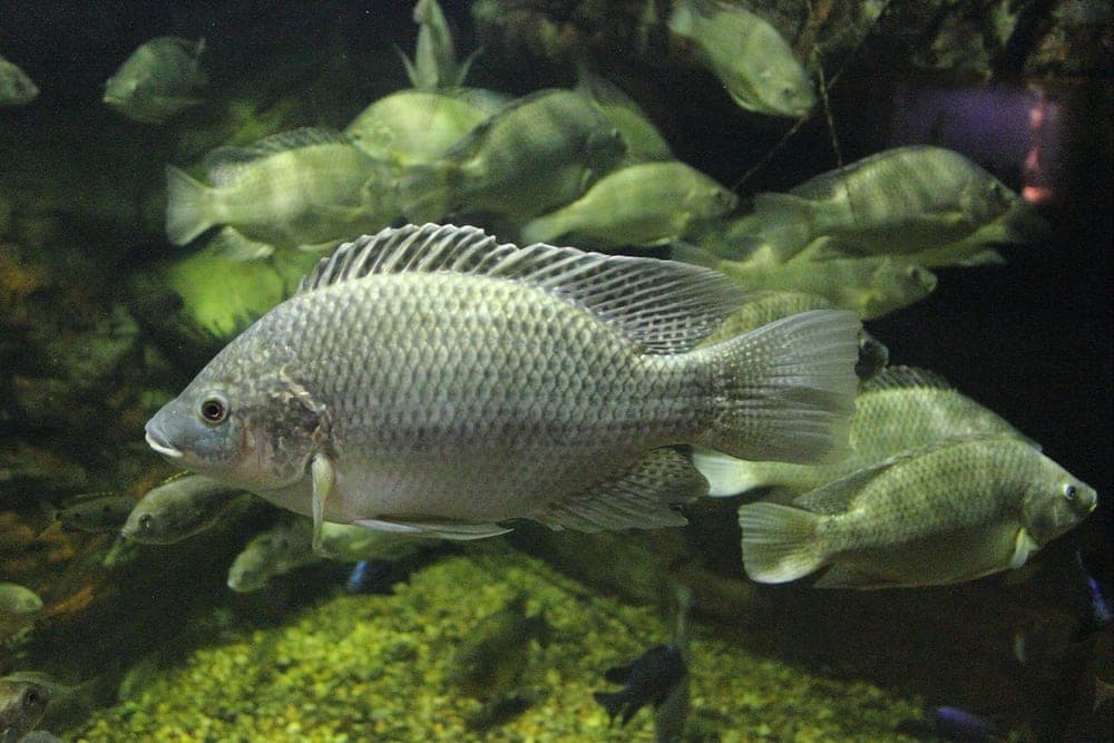 Tilapia du Mozambique
